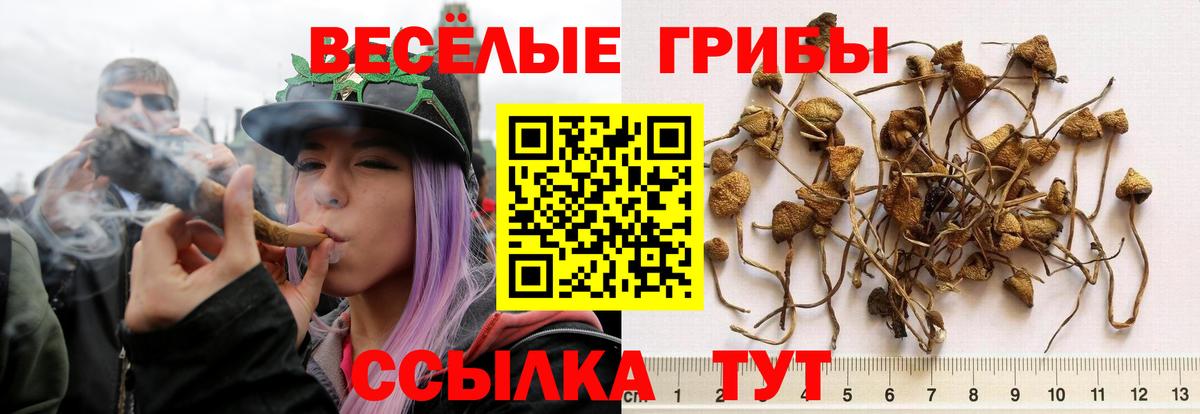 Псилоцибиновые грибы прущие грибы Сергиев Посад